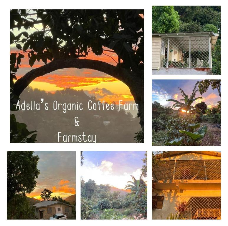 Adella's Blue Mountain Coffee Farmstay平面图