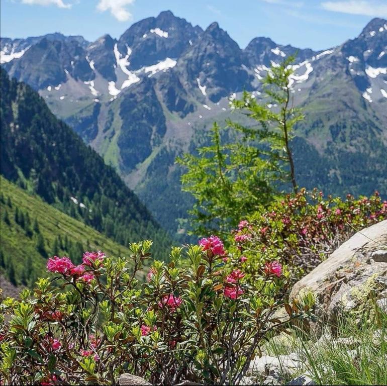 乌姆豪森Studio Stefan的享有山脉和粉红色花卉的美景