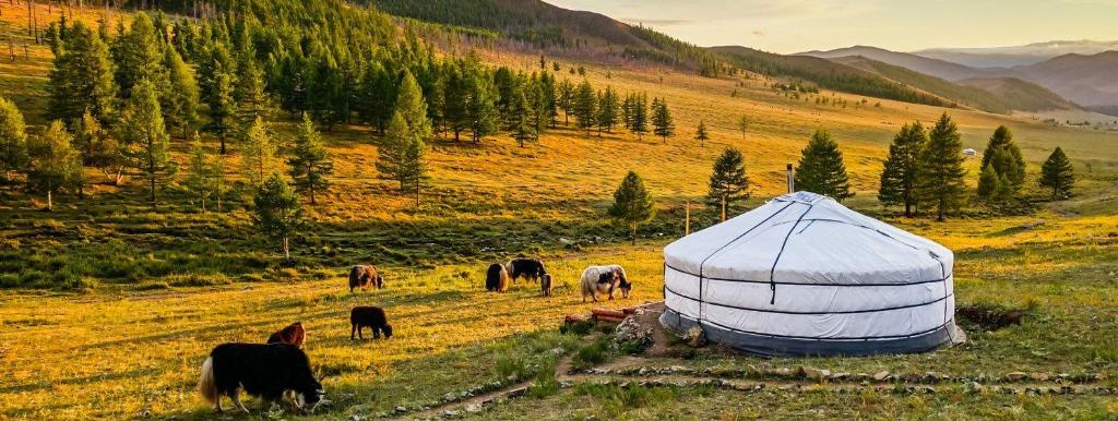NalayhDream Adventure Mongolia的一群牛在帐篷旁边的田野里放牧