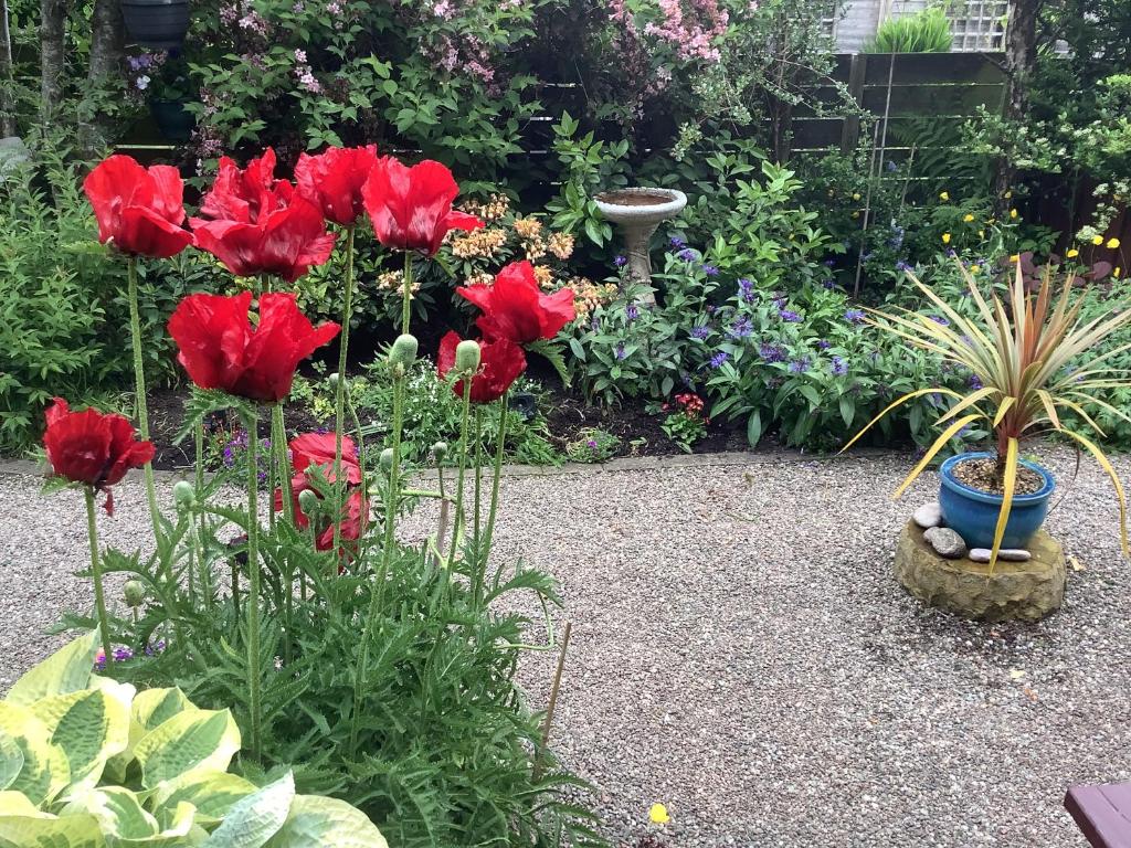 克里夫The Garden Flat的种有红色花卉的花园