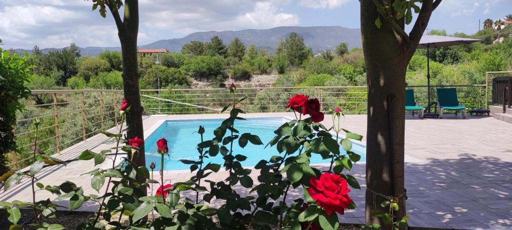 Trimiklini罗塞斯别墅酒店的游泳池旁种有红玫瑰的植物