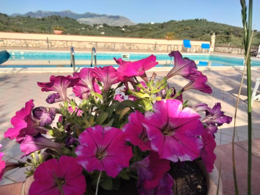 伊特里Casale di Valle Fredda的游泳池旁一束粉红色的花