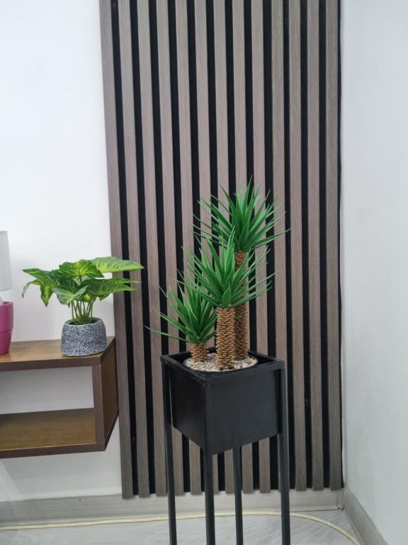 克鲁舍瓦茨Globus的一张黑椅子,上面有植物