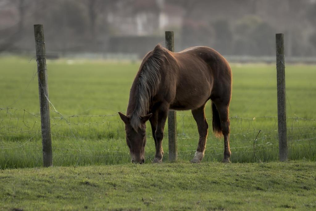 特雷维索Agriturismo Al Botteniga的围栏旁边的田野里放牧的马