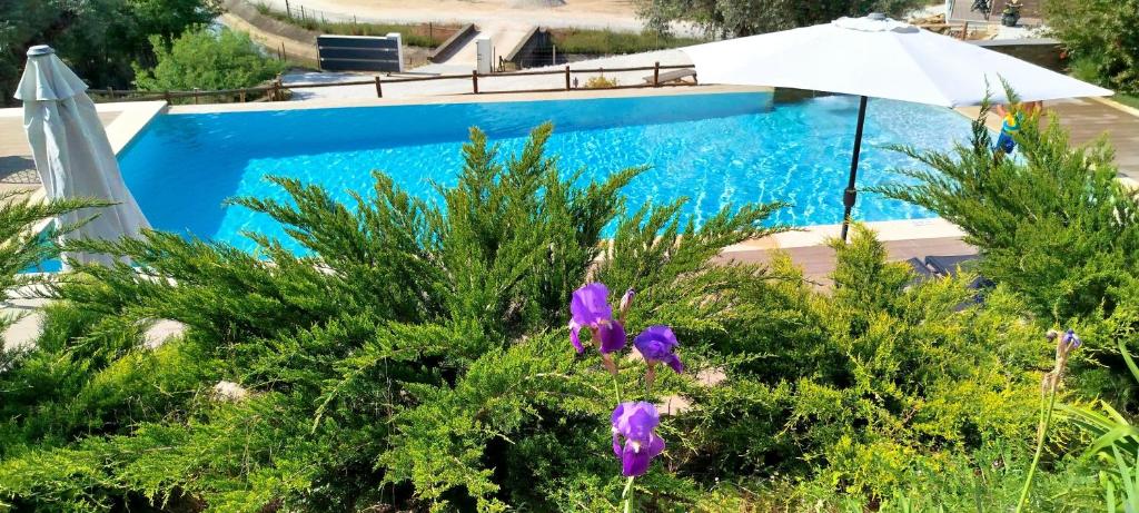 科维良Villa Regadio的蓝色游泳池,带雨伞和紫色花卉