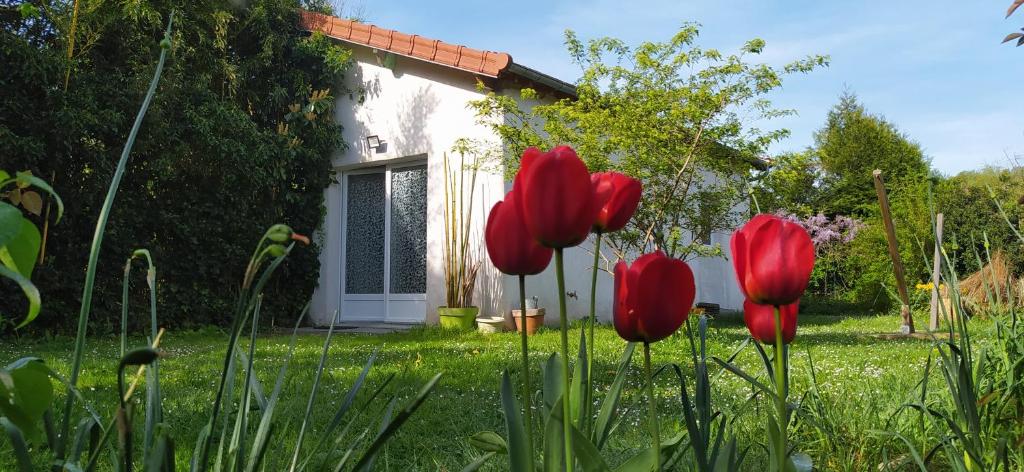 圣雷米·莱谢夫勒斯La Petite Maison的一群红色郁金香在房子前面