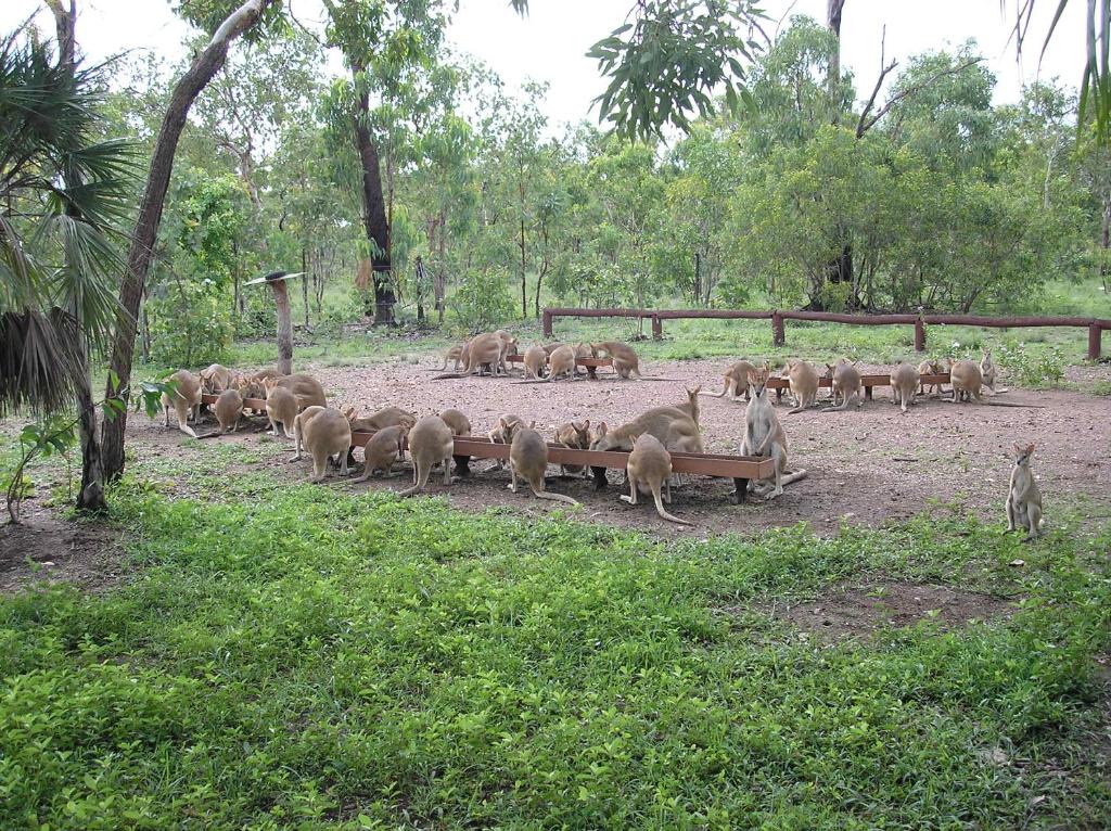 BatchelorNina's Ark Wildlife Sanctuary Package的一群动物站在田野里