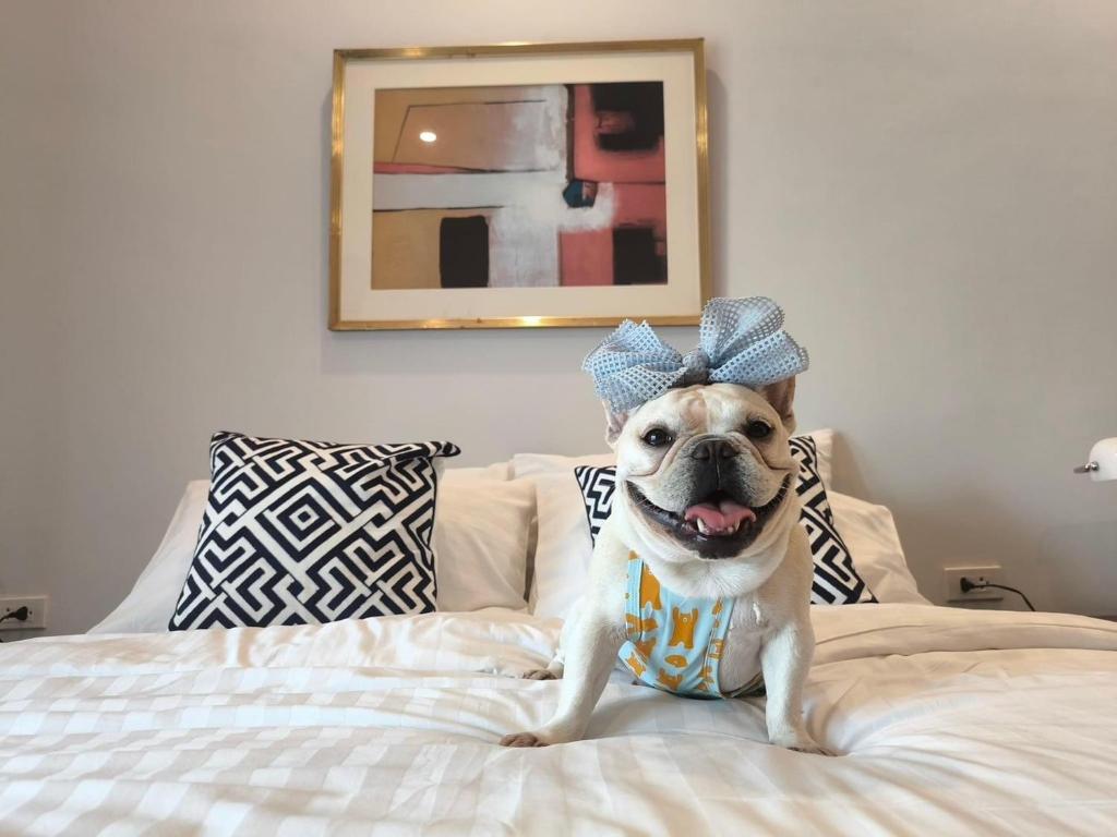 清迈Teera villa chiang mai ทีร่าวิลล่าเชียงใหม่的一只狗,在床上戴着领带和帽子