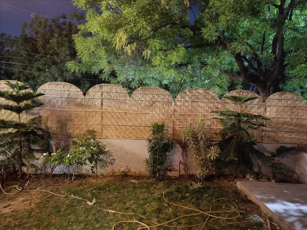 斋浦尔Div's luxurious homestay的院子中一些植物的砖墙