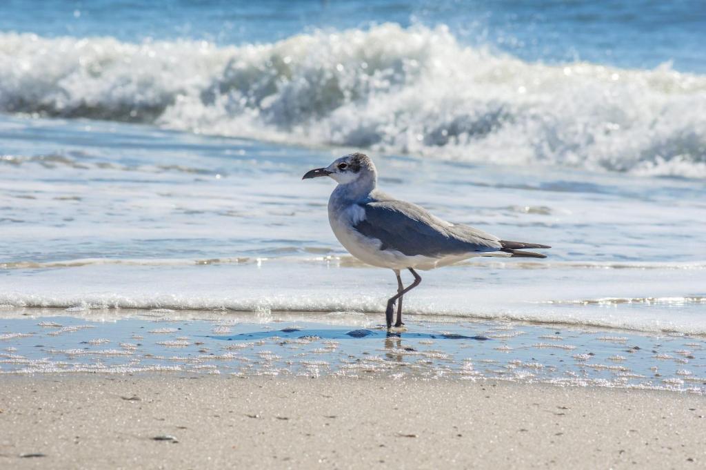 格尔夫海岸Super Cute With Deeded Beach Access (#26) - Sleeps 5的鸟儿站在海边