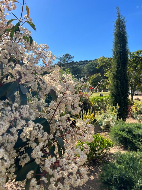 维琪奥港Hotel les jardins Sta Giulia avec piscine的花园中种有白色花的树