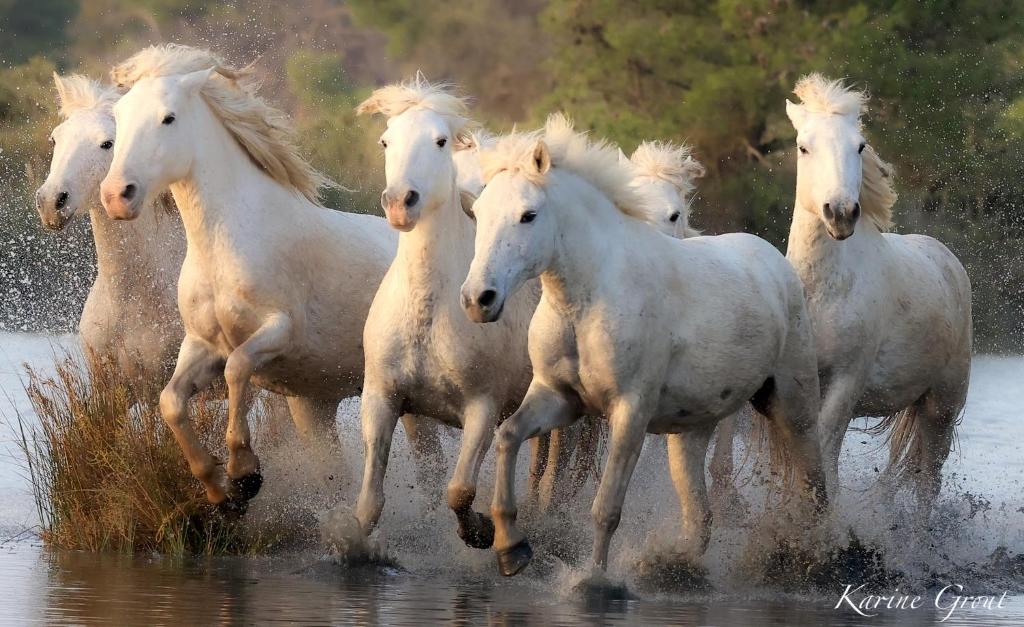 MontcalmMANADE SAINT LOUIS Mas de La Paix的一群白马在水中跑