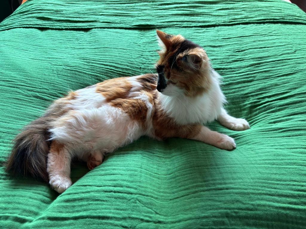 格仑达积图The Cat’s Cradle的一只猫躺在绿色的床上