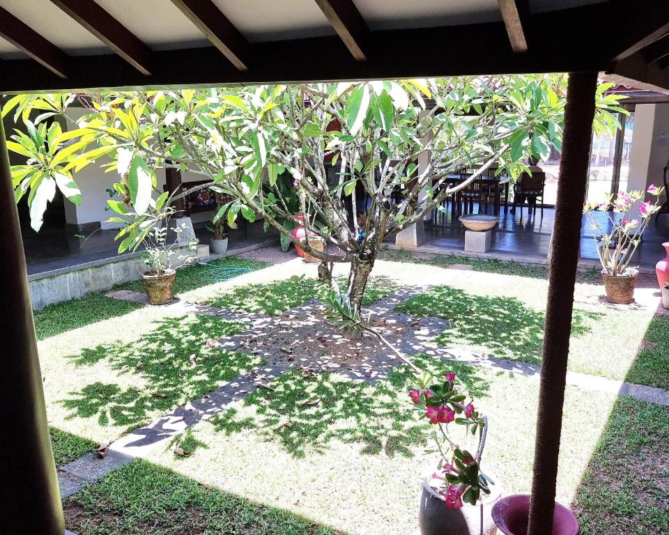 坦加拉Ardeen Villa - superb 3 bedroom beachfront for 6, BB, free pick up for stays of 7 nights entire villa, meals, pool, serviced, taxes included的植物堆积在院子中间的树