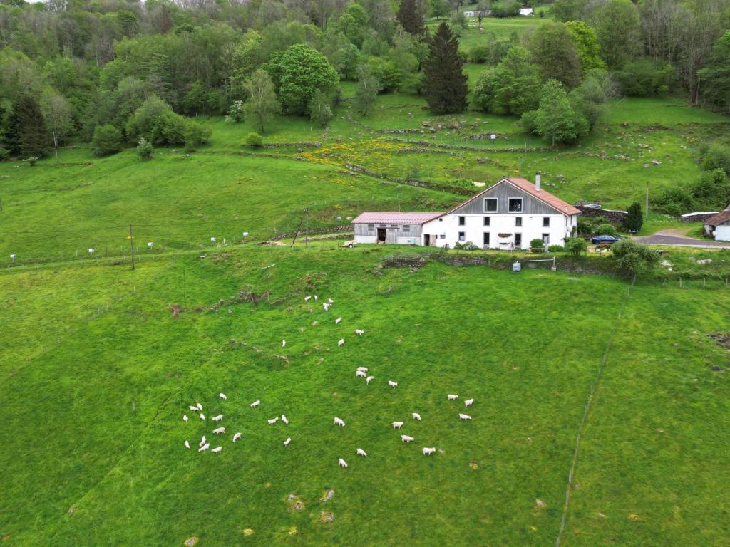 科尔尼蒙拉弗尔梅锁斯勒斯海兹旅馆的一群羊在绿色的田野里放牧