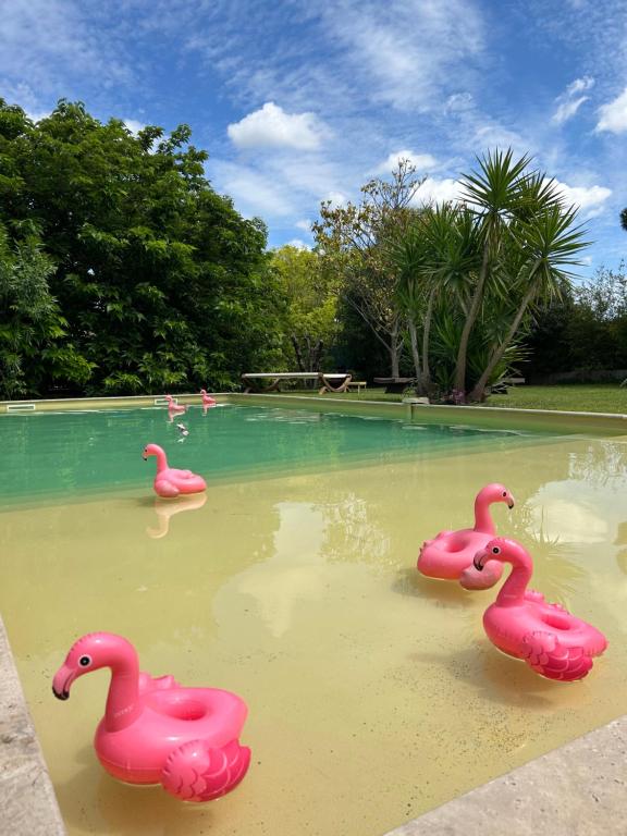 艾马尔格Le Patio, chambres d hôtes pour adultes en Camargue, possibilité de naturisme à la piscine,的游泳池里三个粉红色塑料火烈鸟