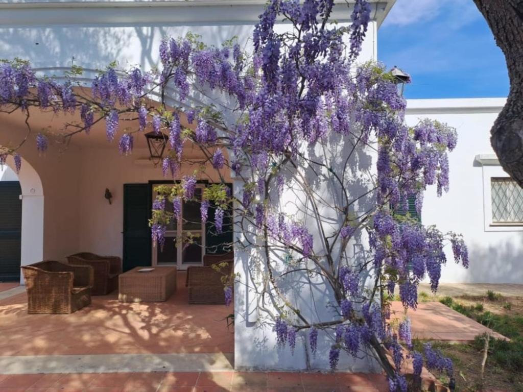 卡斯泰拉内塔Villa Francesca - Camere con giardino的挂在墙上的紫色花环