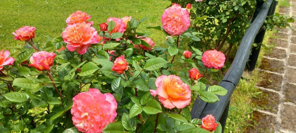 奥维多罗莎塔农舍的花园里的一束粉红色玫瑰