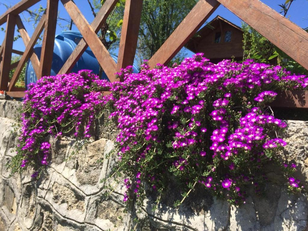 FatsaISABELLA Kırsal Yaşam Evi的石墙上的一束紫色花