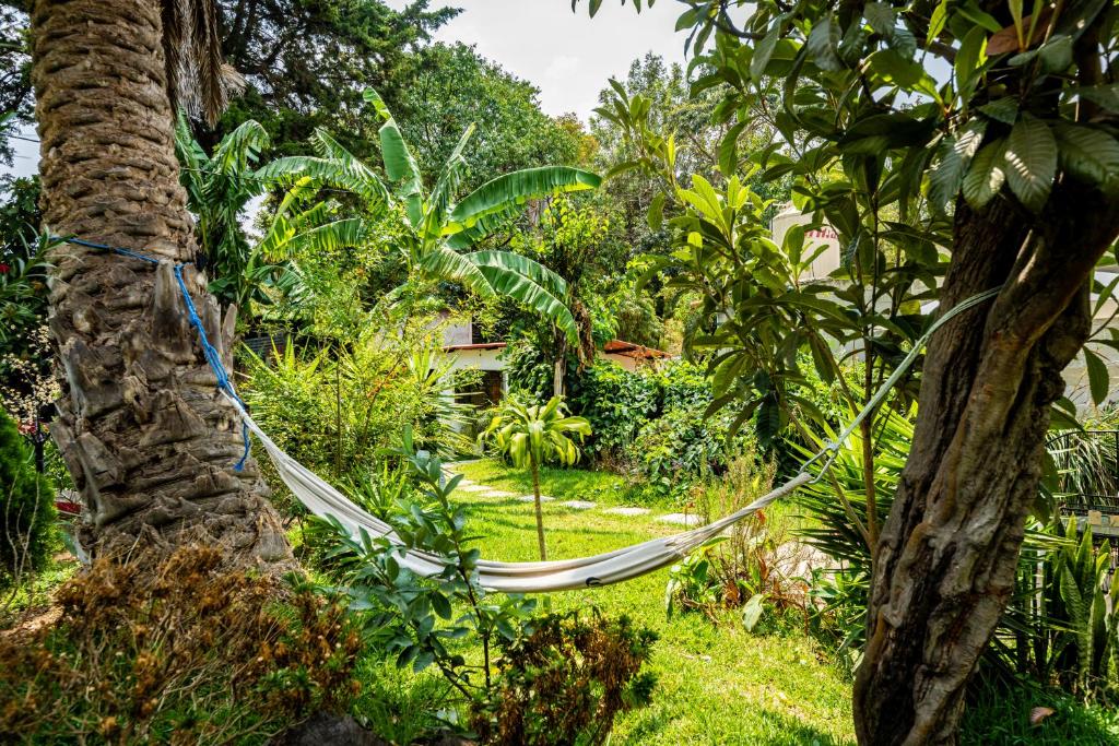 帕纳哈切尔Casa Amaranto的花园内一棵树上的一个吊床