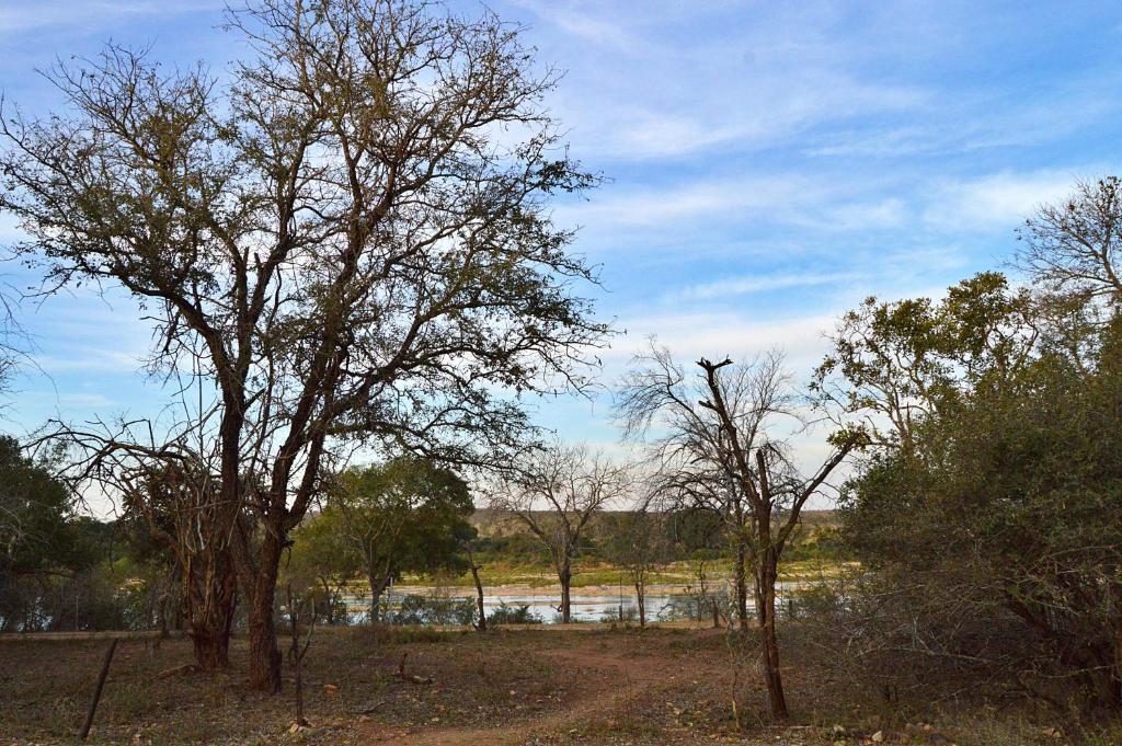 玛洛斯帕克Foxy Crocodile Bush Retreat & Kruger Safari's的一群树木在水体前