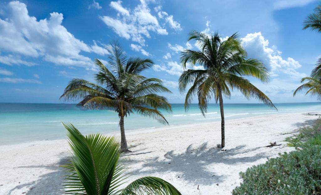图卢姆图卢姆泊克娜酒店的两棵棕榈树,在海滩上
