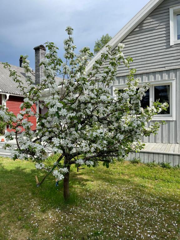 VidselVilla Daga的屋前有白色花的树