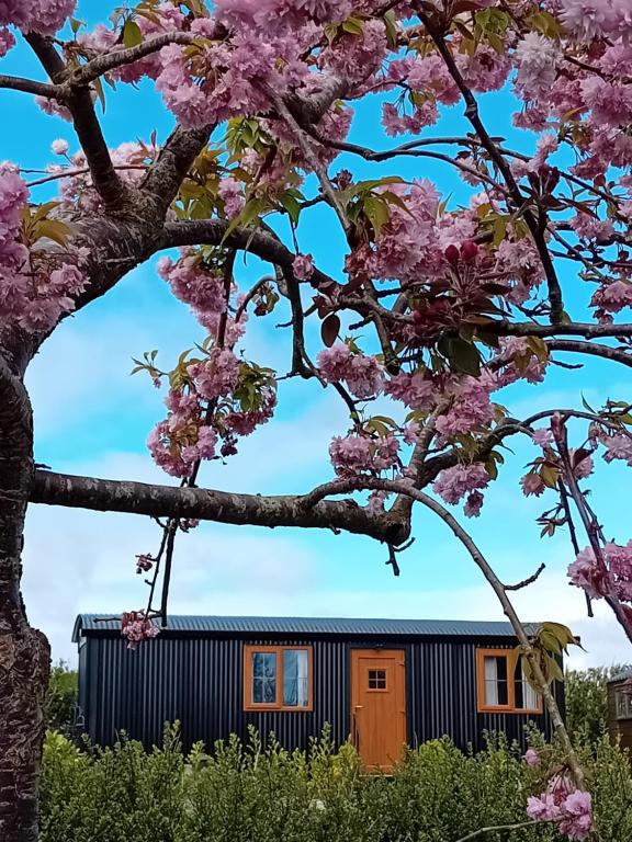 Carlingford Glamping Hut的一座花粉的树框房子