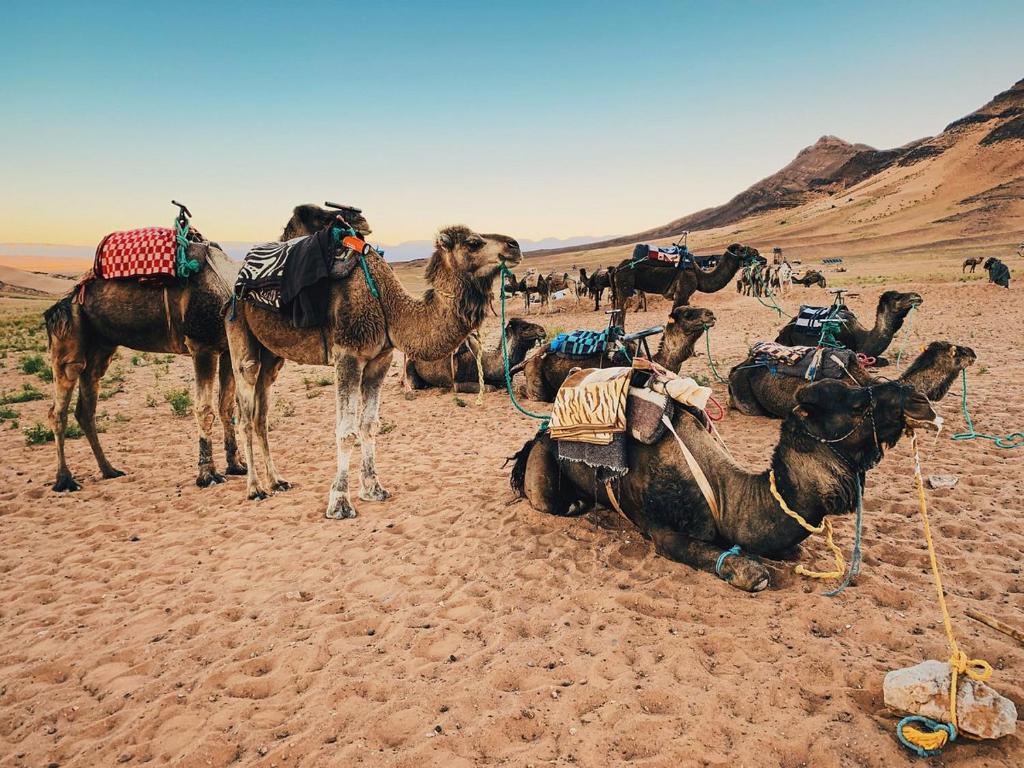扎古拉The Friendly Camp的一群骆驼站在沙漠中