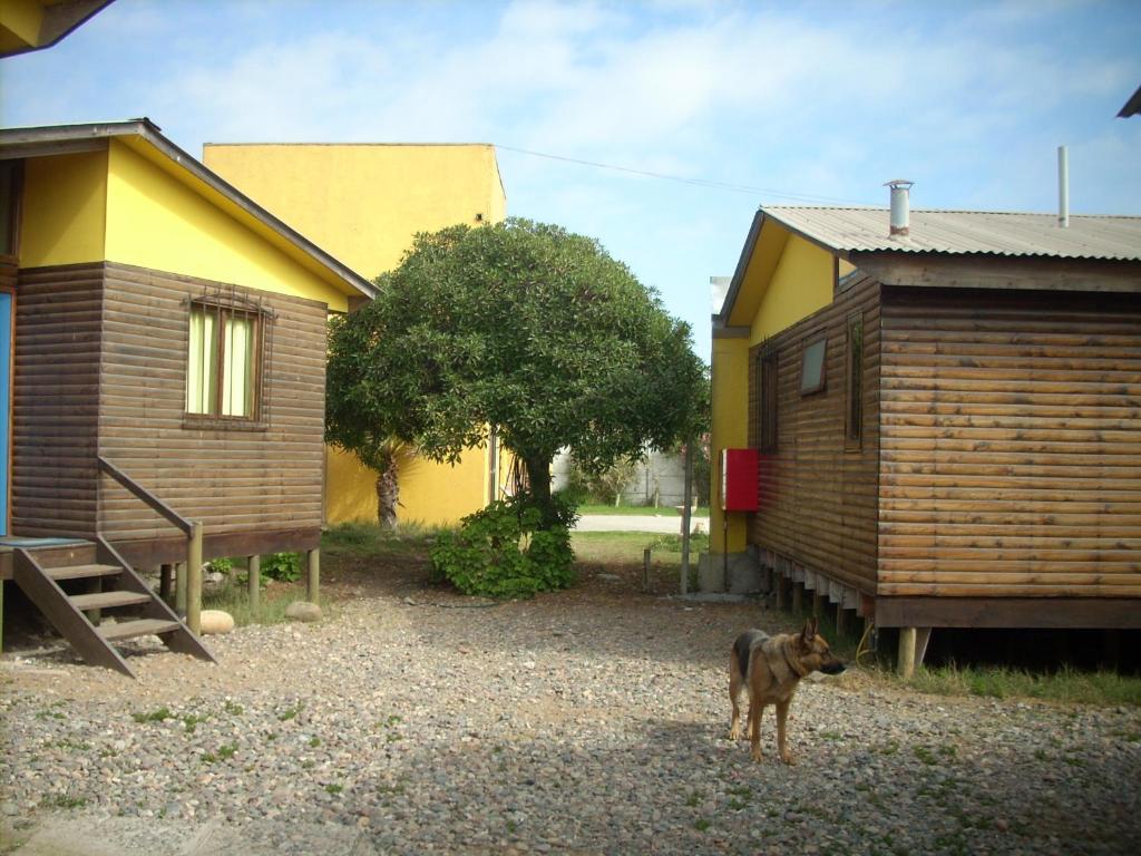 拉塞雷纳Cabañas Caleta San Pedro的站在房子前面的狗