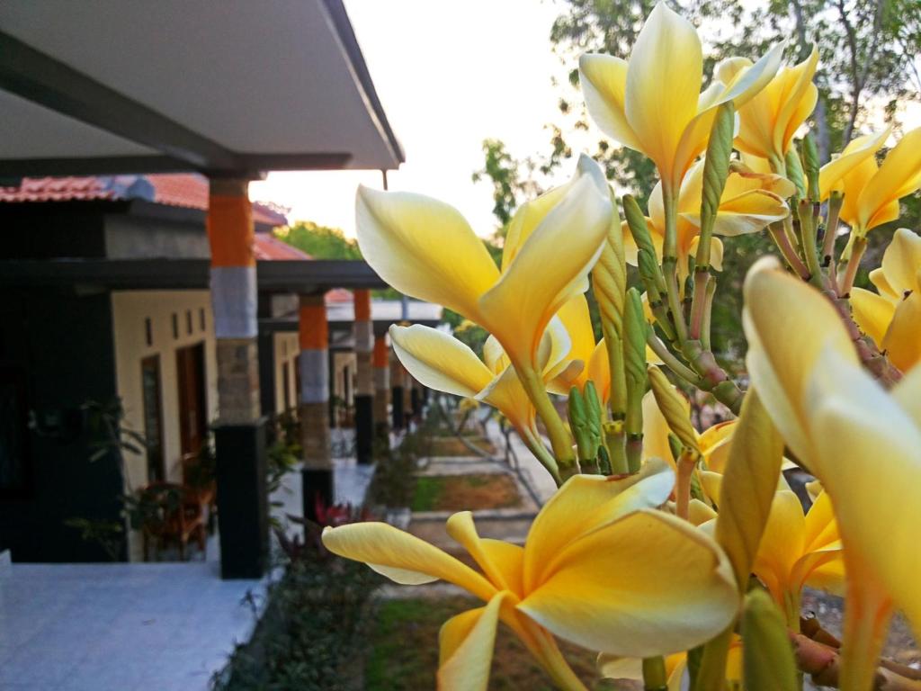 乌鲁瓦图乌鲁瓦图特雷格冲浪营旅馆的建筑前的一束黄色花