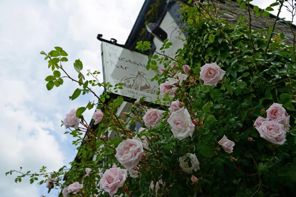 Llansantffraid Glyn Ceiriog马伯里酒店的一块在建筑物上生长的粉红色玫瑰