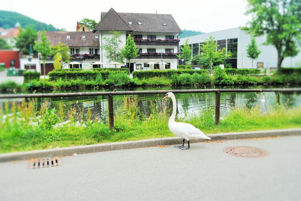 纳戈尔德希夫纳戈尔德酒店的站在水体旁边的街道上,一只白鸟