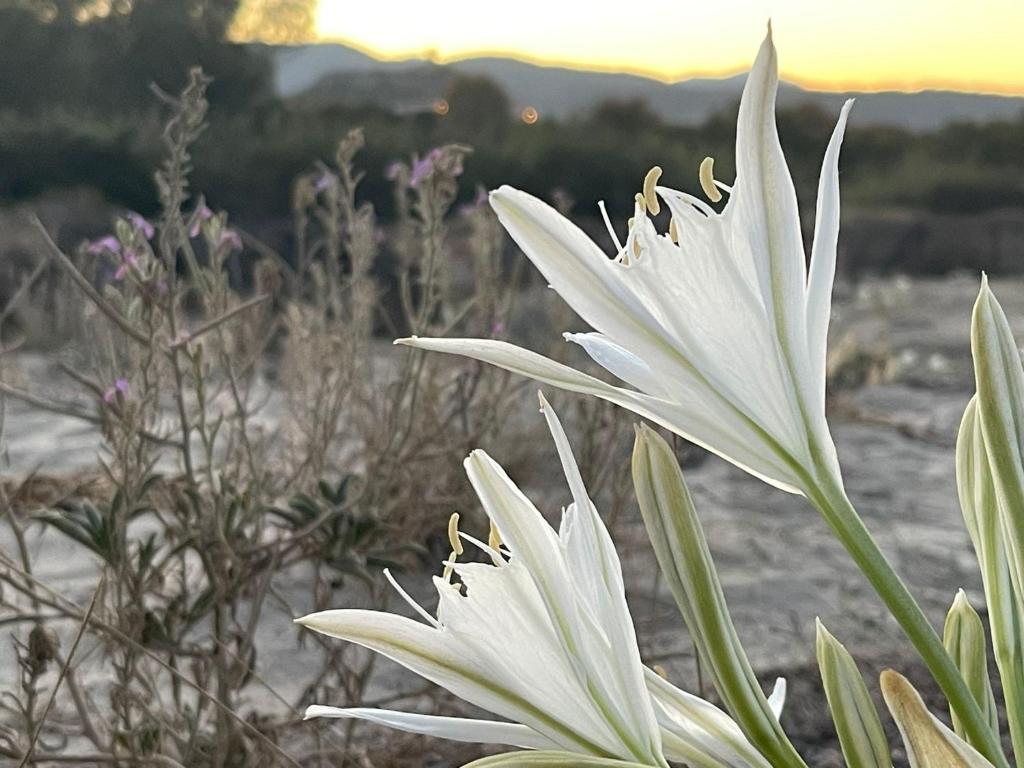 波萨达Sunrise Sardinia Posada的白花,背景是日落