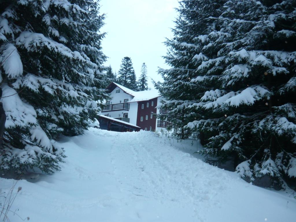 Statjunea BorsaPensiunea Silvania的雪中树旁的房子
