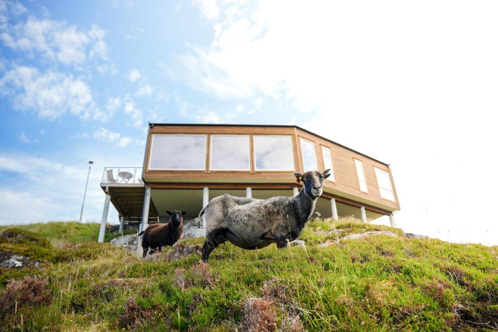RundeRunde Panorama - Trollvogga的两只羊站在一座房子前面的山丘上