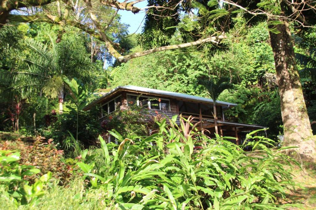 HaapuManta Lodge avec 4x4 Pleine nature的森林中的房子