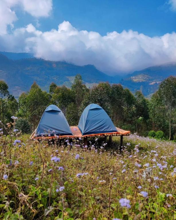 蒙纳Roamrustic Camp Vattavada的两顶帐篷,位于花田中