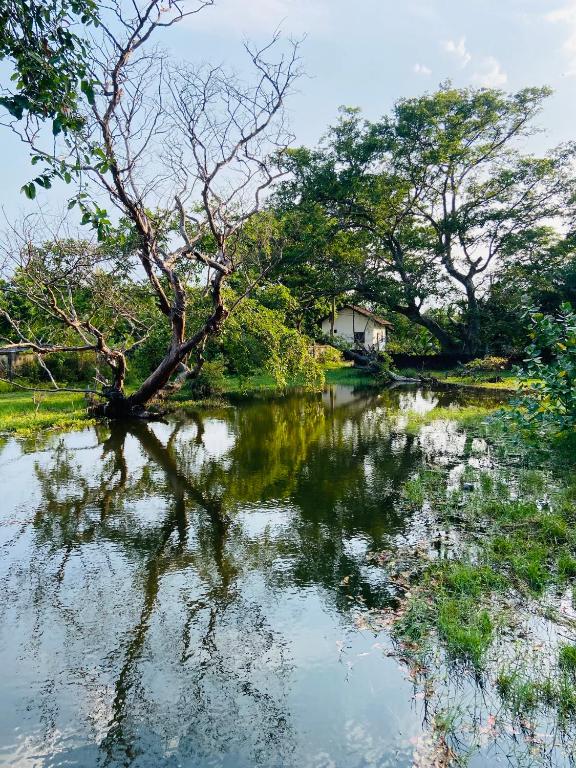 阿鲁甘湾River Park Resort Arugambay的水体中树的反射