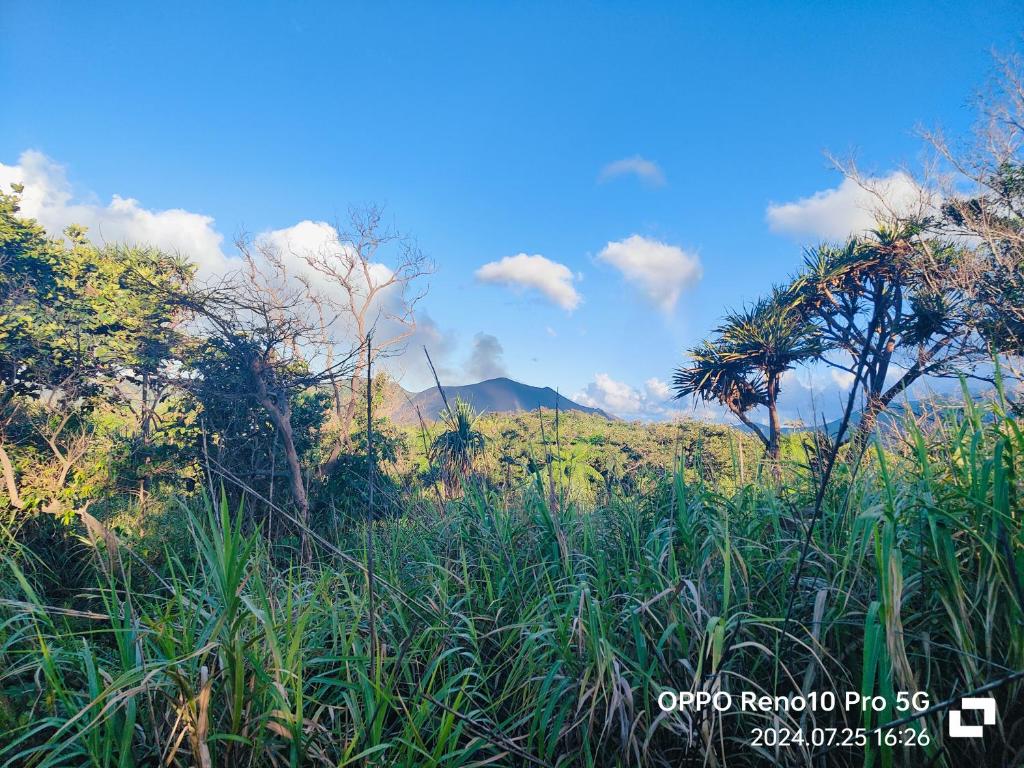 塔纳岛Montanna lodge的山地高大的草场