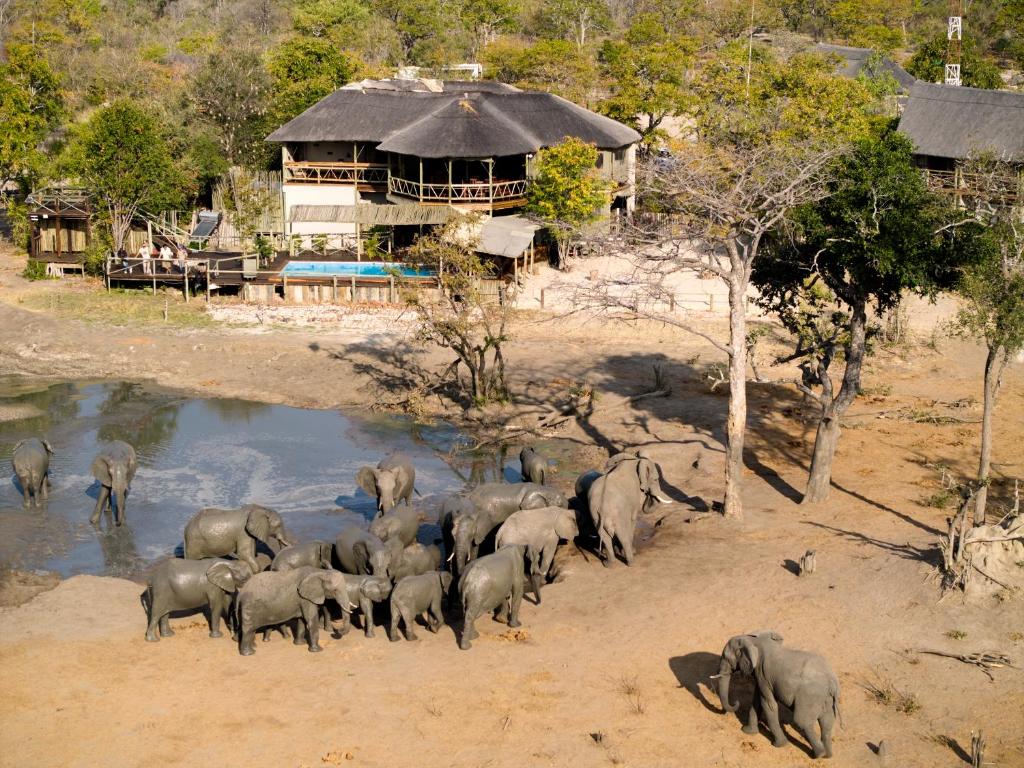 LesomaCHOBE MOPANI FOREST LODGE & CAMP SITE的一群大象站在水库前