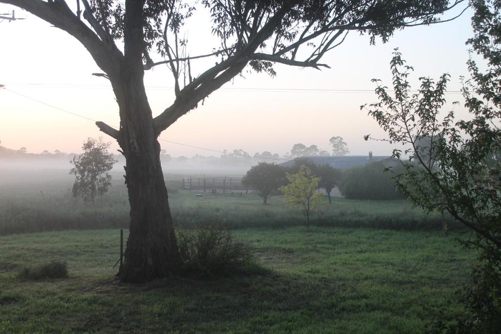 Heyfield阿宾顿农场度假屋的前方有树的一片雾 ⁇ 的田野