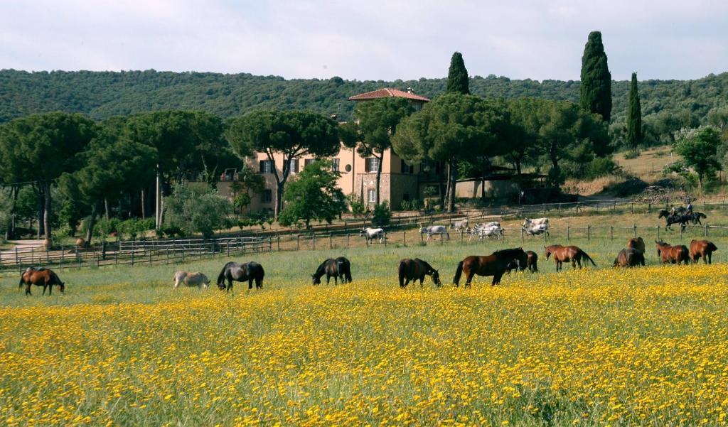 格罗塞托Bio Agriturismo Corte degli Ulivi的一群马在花田里放牧