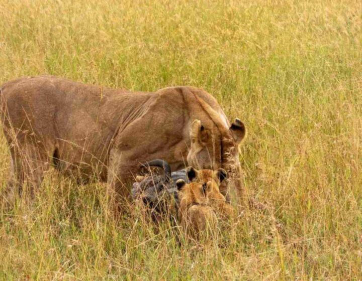 SokonKalunguyeye Safaris的狮子站在高大的草地上