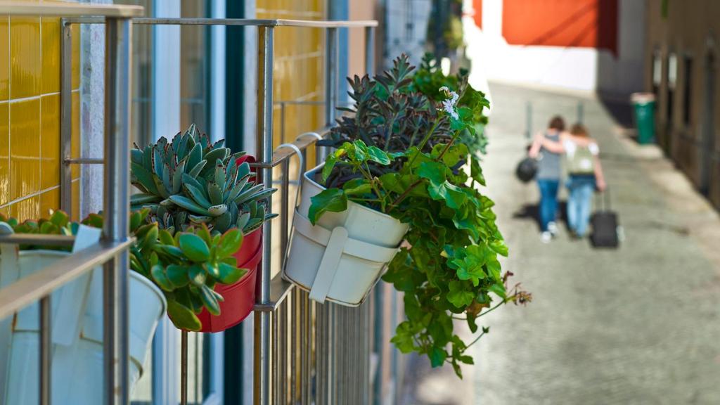 里斯本都奇公寓的挂在建筑物上的盆栽植物群