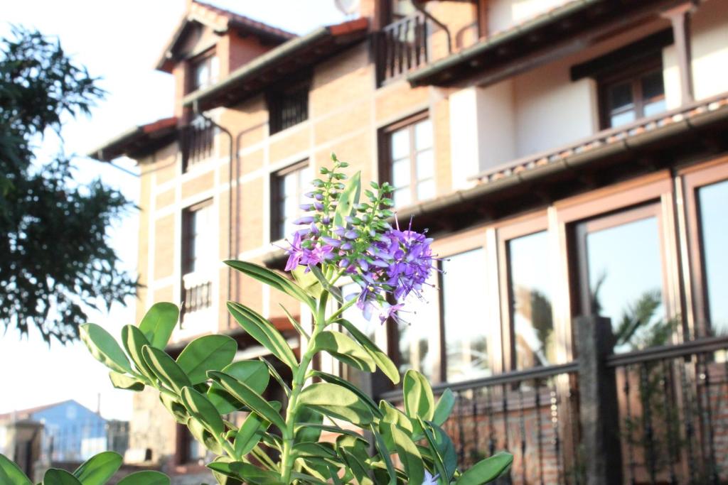 桑提亚纳德玛卡巴纳德萨蒙旅馆的一座建筑物前种有紫色花的植物