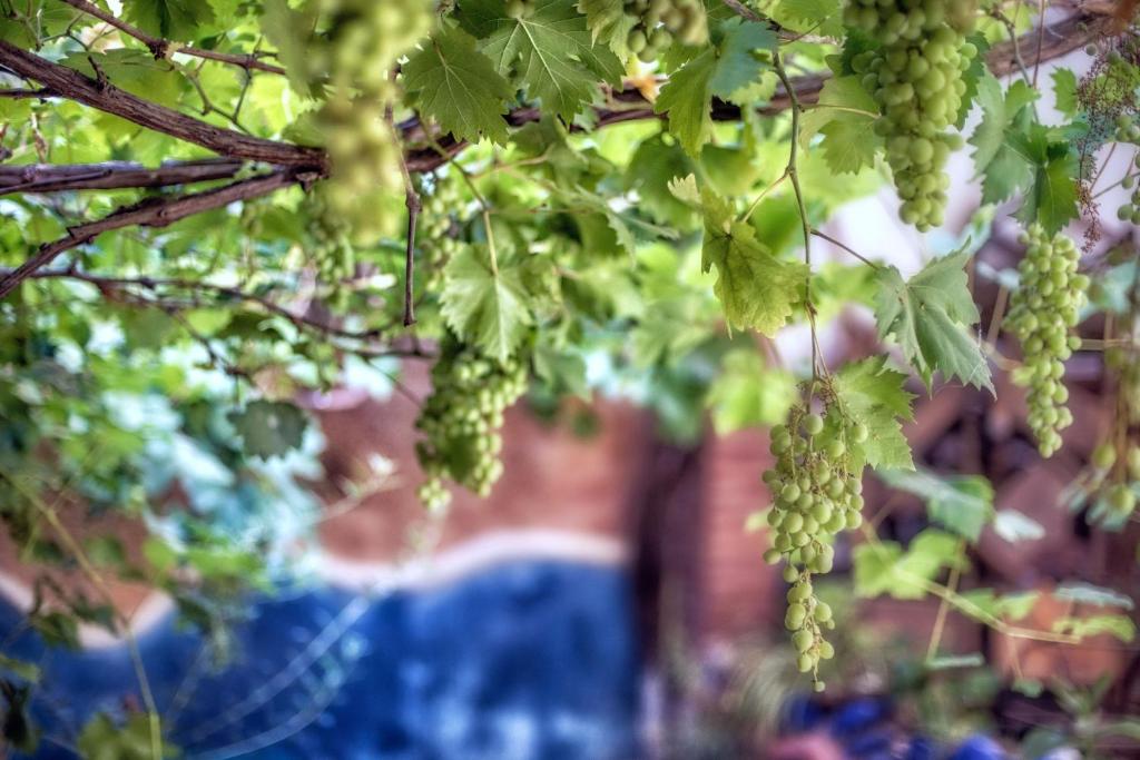 舍夫沙万达尔拜博酒店的挂在树上的一束绿色葡萄