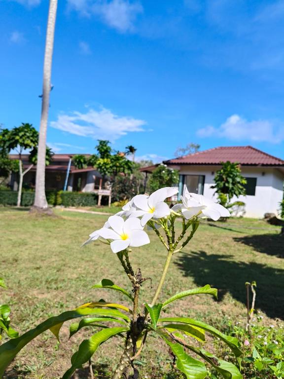 The Lodge at Koh Kood外面的花园