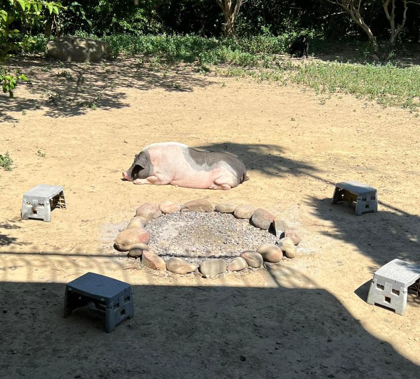 横冈下拇指園民宿的躺在沙地上的猪