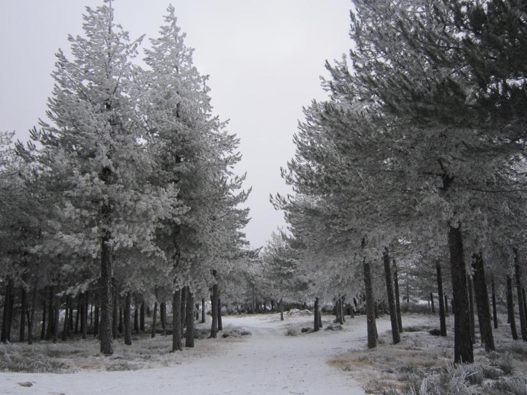 塞亚米拉-索尔旅舍的一片树木,上面有雪